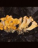 Media resource of Craterellus odoratus