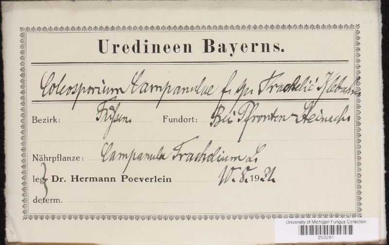 Coleosporium campanulae-trachelii image