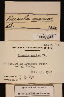 Thumbnail image of current specimen