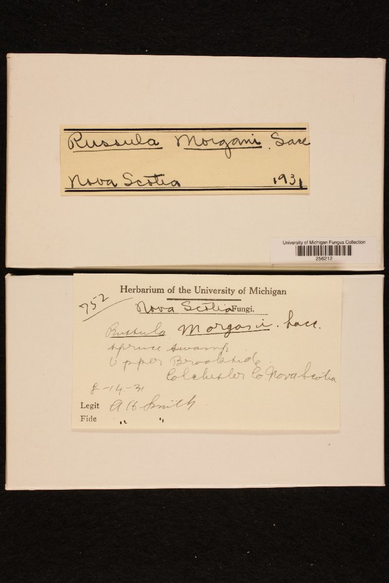 Russula morgani image