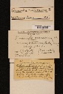 Thumbnail image of current specimen