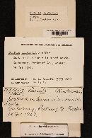 Thumbnail image of current specimen