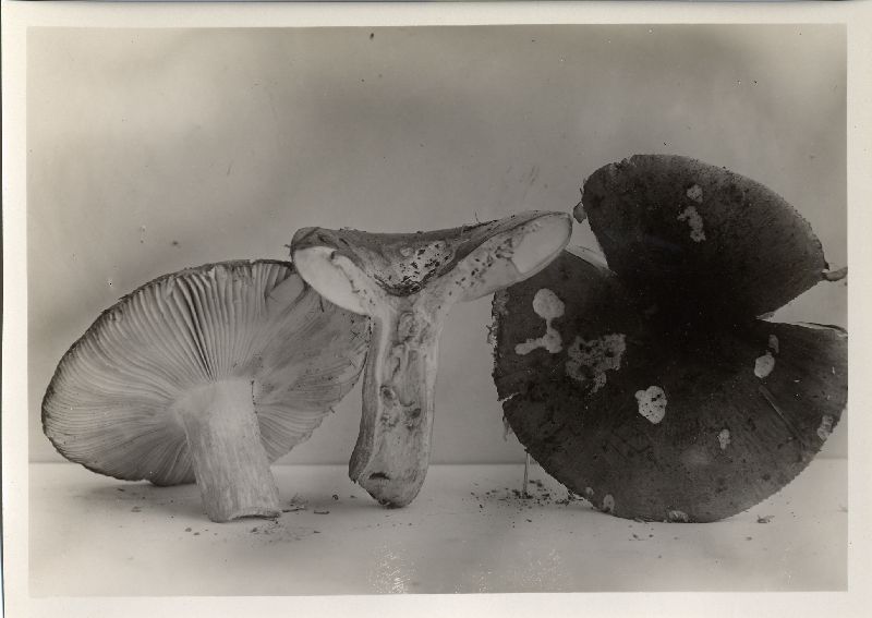 Russula squalida image