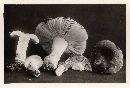Russula squalida image