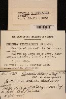 Thumbnail image of current specimen