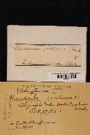 Thumbnail image of current specimen