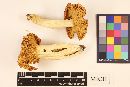 Russula veternosa image