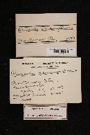 Russula xerampelina image