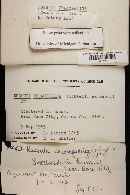 Russula xerampelina image