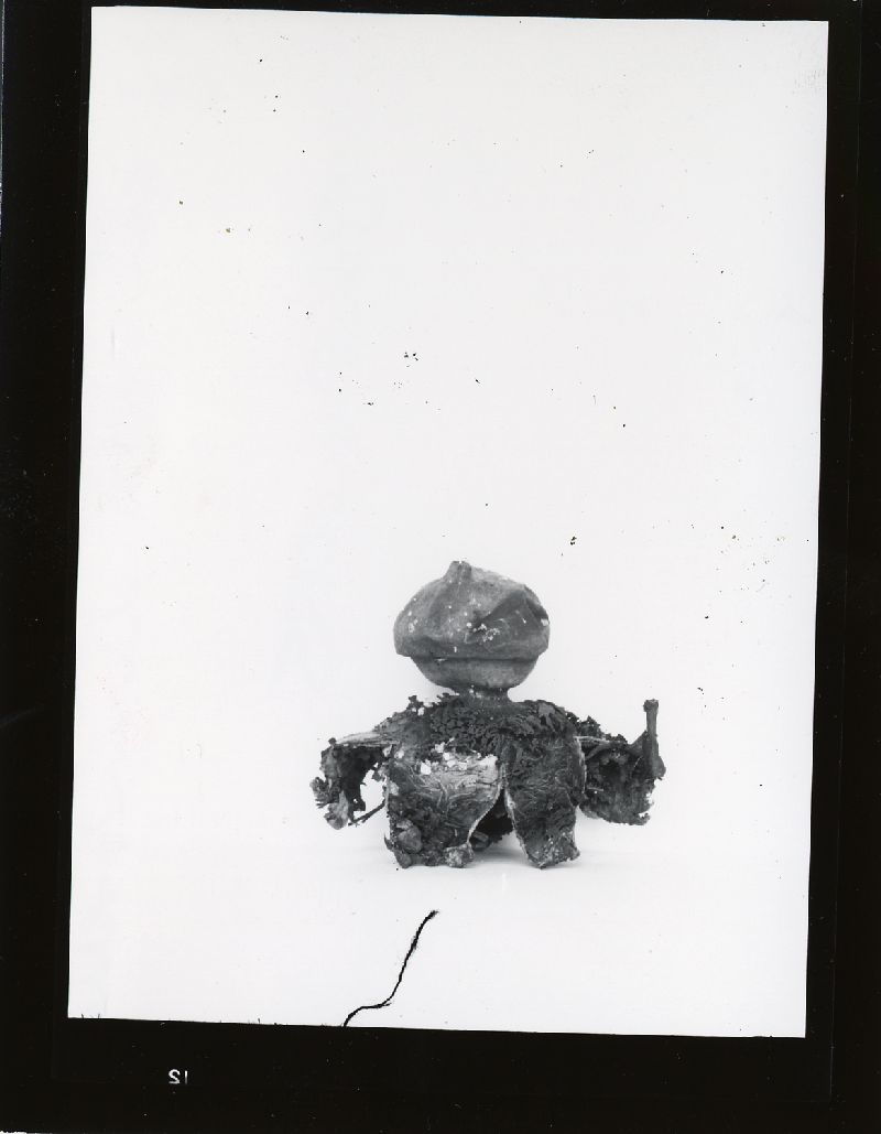 Geastrum limbatum image