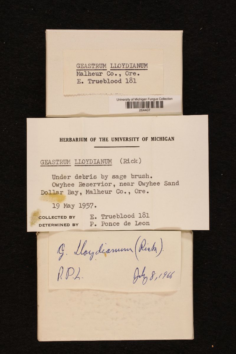 Geastrum lloydianum image