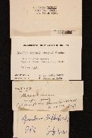 Geastrum triplex image