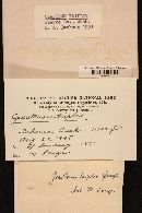 Geastrum triplex image