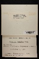 Geastrum triplex image