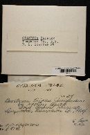 Geastrum triplex image