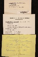 Scleroderma flavidum var. flavidum image