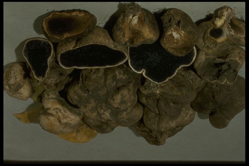 Scleroderma hypogaeum image