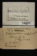 Sphaerobolus carpobolus image