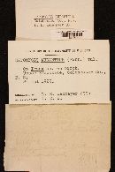 Hypomyces aurantius image