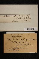 Sphaerobolus carpobolus image