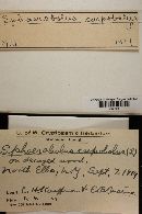 Sphaerobolus carpobolus image