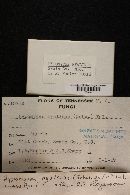 Hypomyces hyalinus image