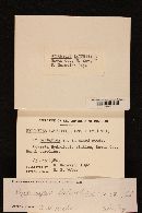 Hypomyces lateritius image