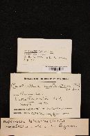 Hypomyces lateritius image