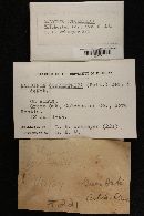 Daldinia concentrica image