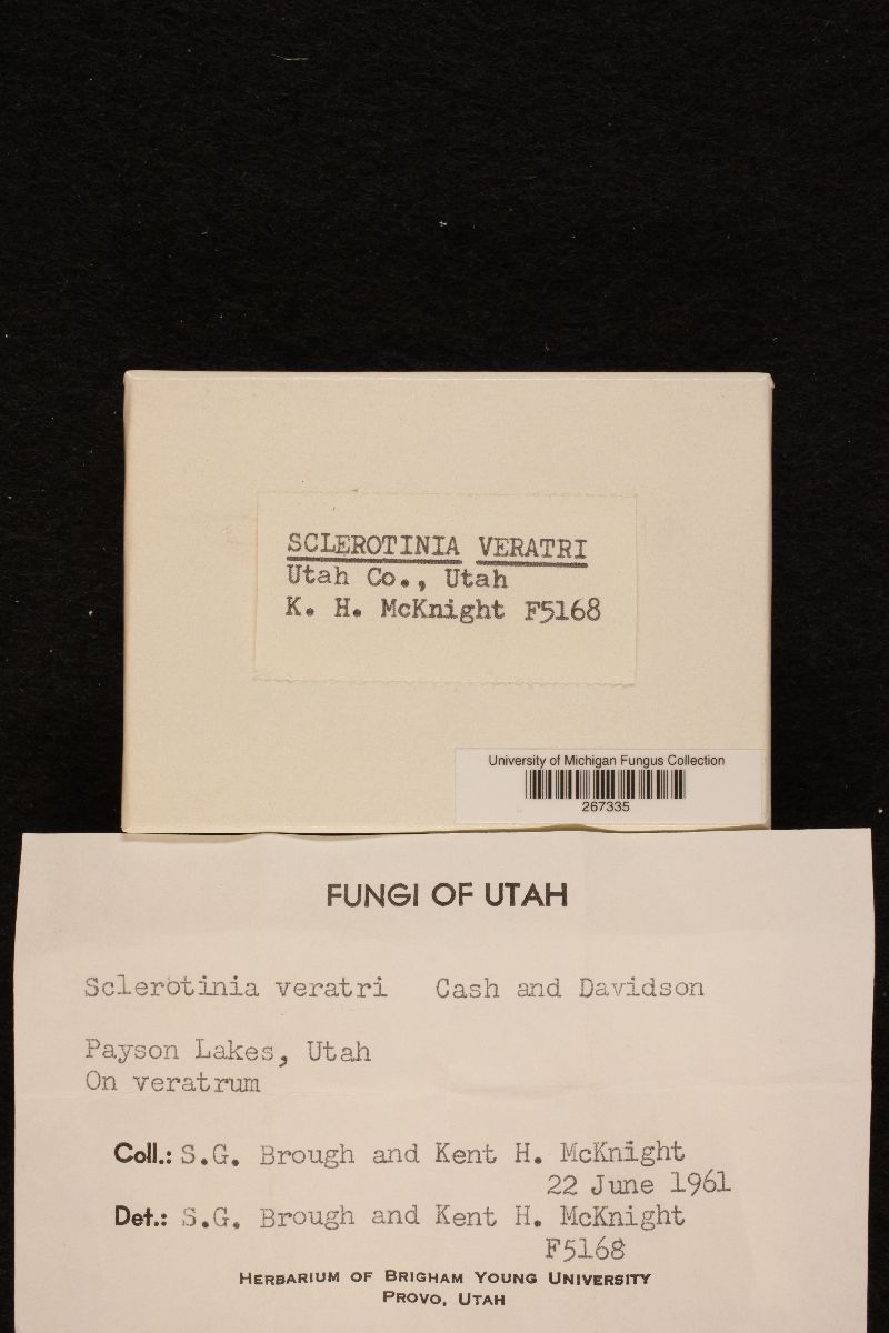 Sclerotinia veratri image