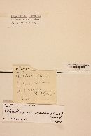 Calycellina populina image