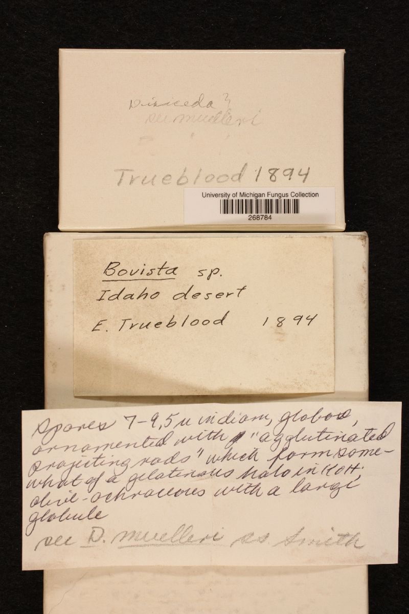 Disciseda image