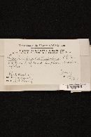 Lachnum corticale image