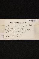 Lachnum alneum image