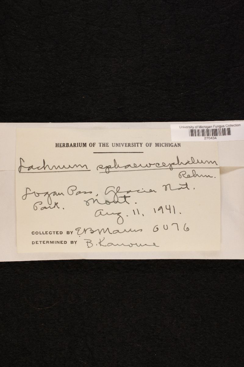 Lachnum sphaerocephalum image