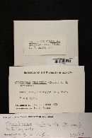 Crocicreas culmicola image