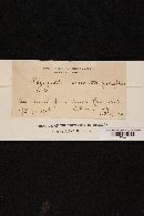 Orbilia cruenta image