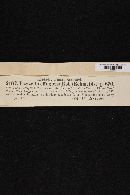 Hyaloscypha effugiens image