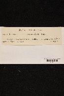 Hyaloscypha effugiens image