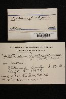 Hymenoscyphus fructigenus image