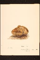Peziza badia image