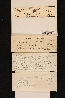 Otidea leporina image