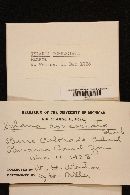 Xylaria consociata image