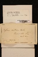 Xylaria castorea image