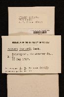 Xylaria castorea image