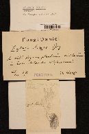 Thumbnail image of current specimen