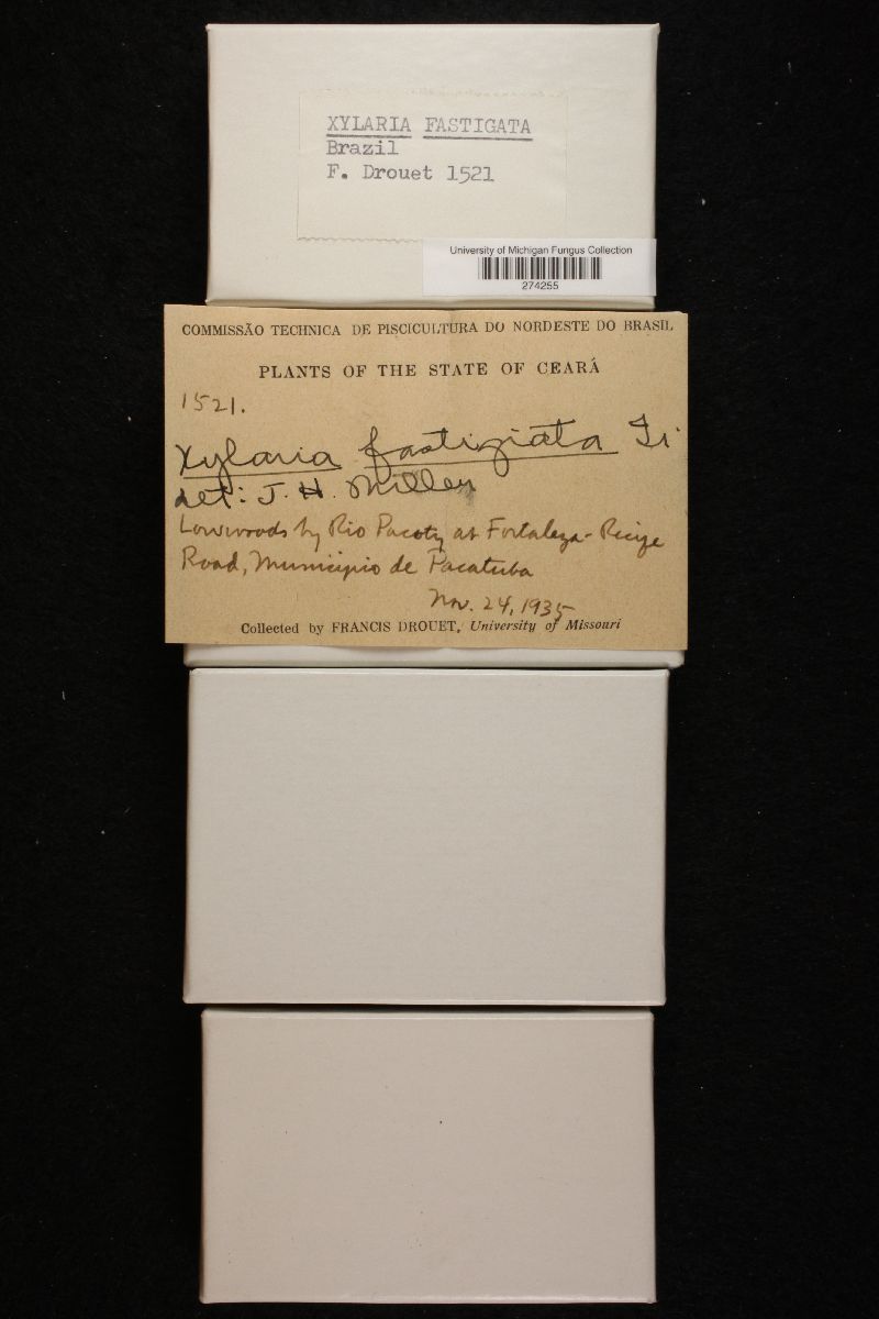 Xylaria fastigiata image