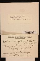 Xylaria polymorpha image