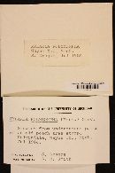 Xylaria polymorpha image