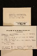 Xylaria polymorpha image